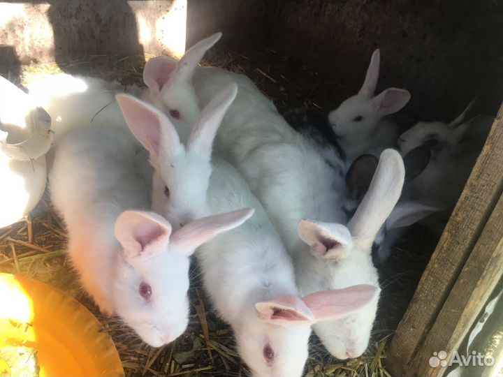 Крольчата,кролики