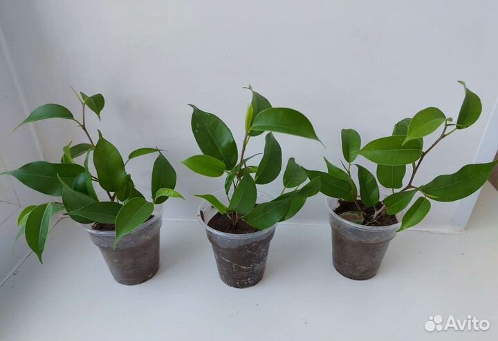 Фикус Бенджамина Экзотика