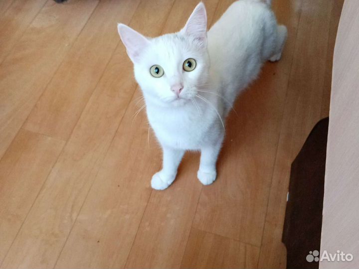 Кошка в дар