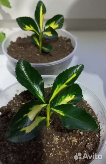 Бересклет японский вариегатный. Экстазе