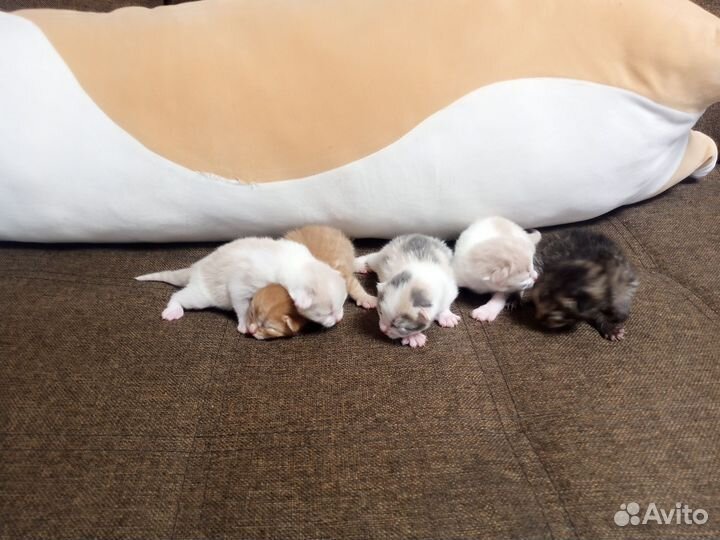 Сибирские котята