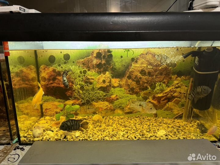 Аквариум с рыбками