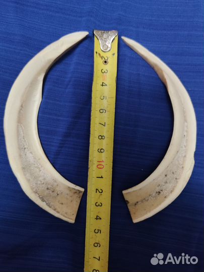 Клык кабана