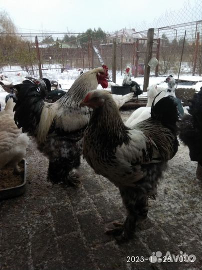 Инкубационное яйцо кур брама