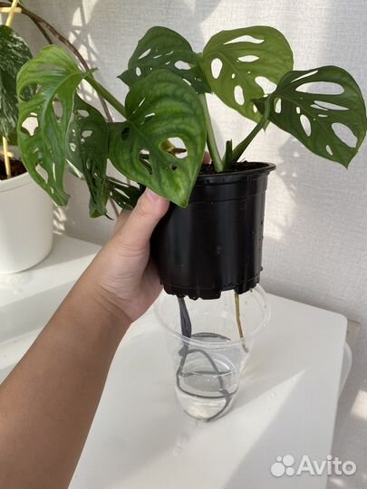 Монстера манки, сциндаптус неон, эпипренум энджой