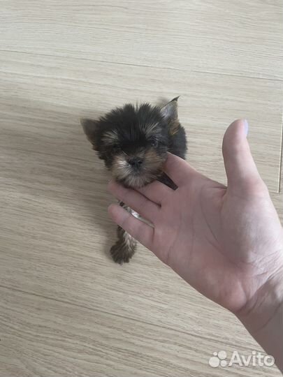 Мини- mini малышка