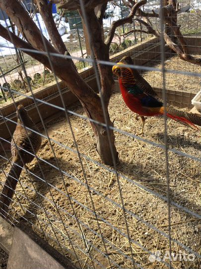 Инкубационное яйцо фазана