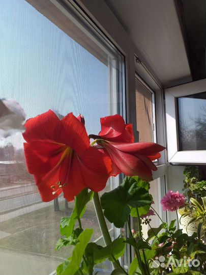 Гиппиаструм