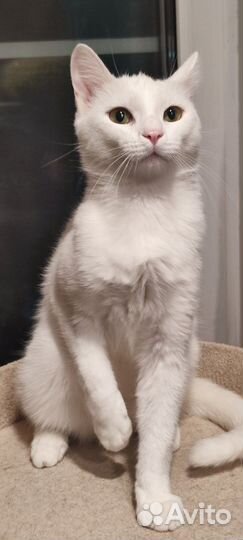 Белый котик