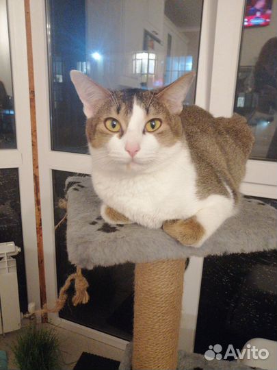 Вязка с котом