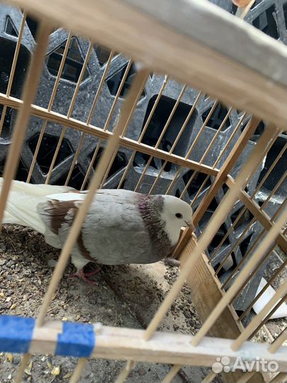 Две голубки Белоголовые Пермяки