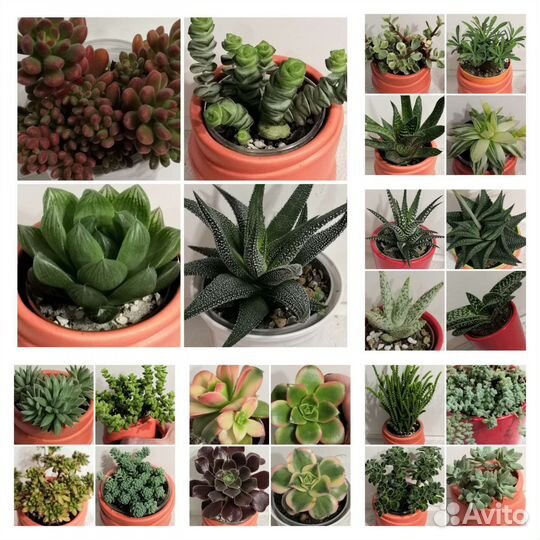 Суккуленты коллекционные