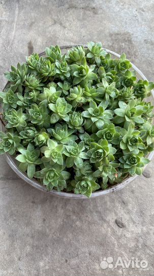 Почвопокровник,молодило, каменная роза