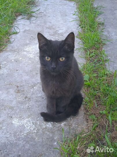 Котята в добрые руки бесплатно