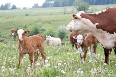 Бычки породистый от 1 до 8 месяцев