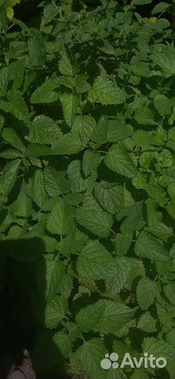 Мелисса лимонная