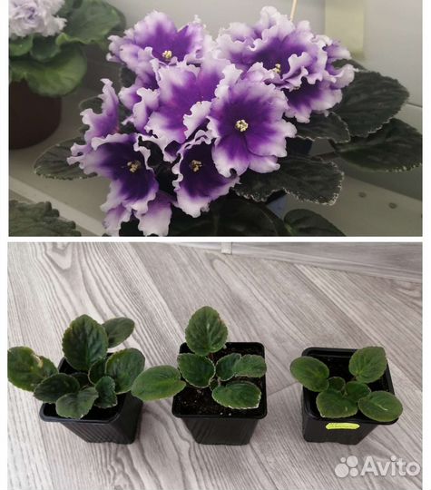 Фиалка Пт-Пурпурит детки