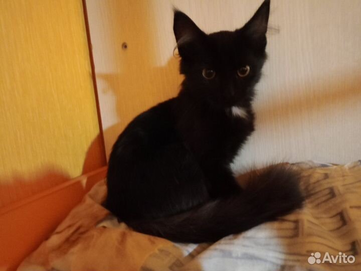 Черный котенок бесплатно