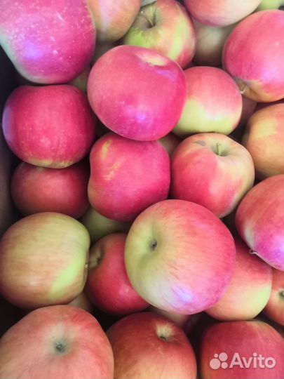 Продам яблоки