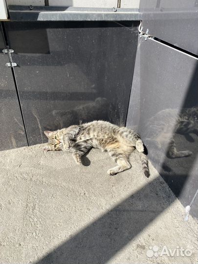Отдаю кошку