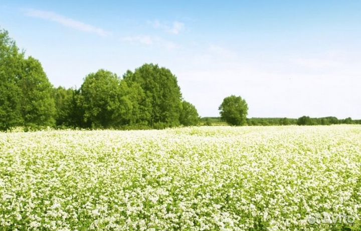 2023 года Мед натуральный опт