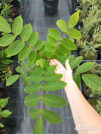 Орех серый парковое дерево