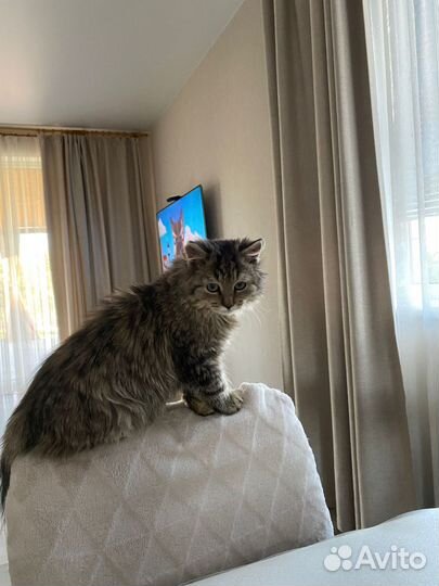 Кошка или котик