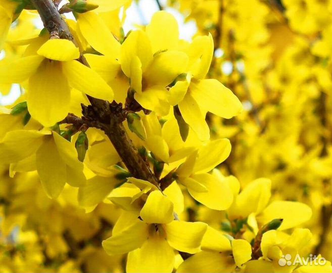 Спирея, Жасмин, Форзиция, Лещина, Черемуха