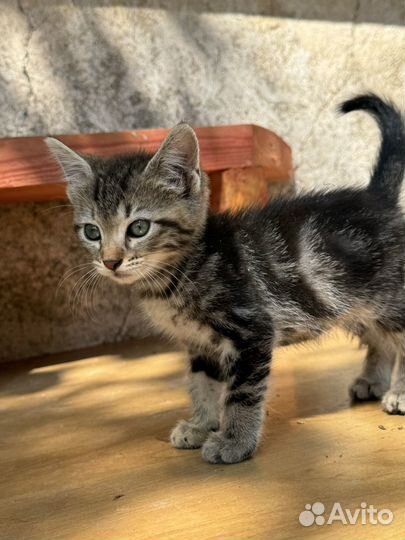 Котята ищут любящие сердца