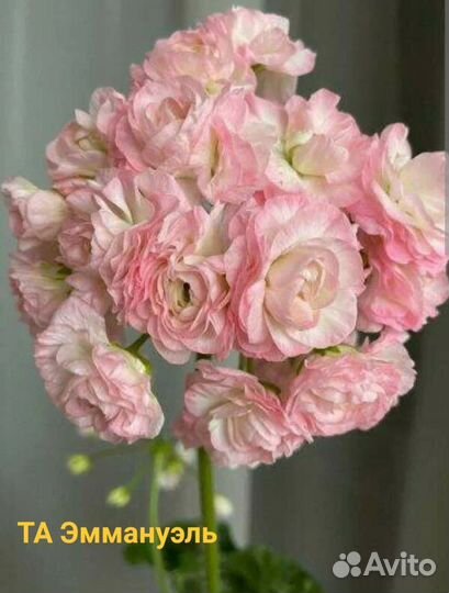 Пеларгония герань