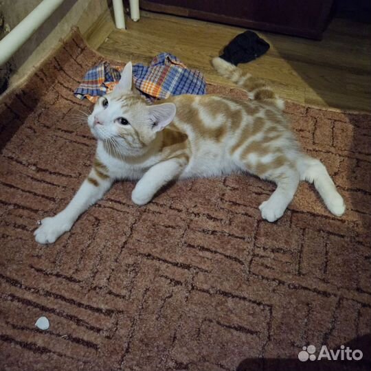 Котенок мальчик