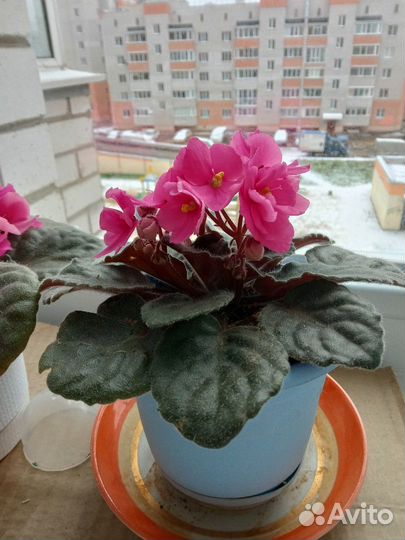 Комнатные растения цветы