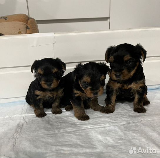 Йоркширский терьер