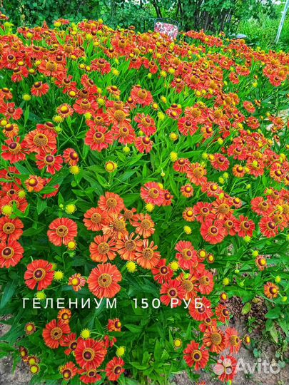 Многолетние цветы, кустарники, хвойники