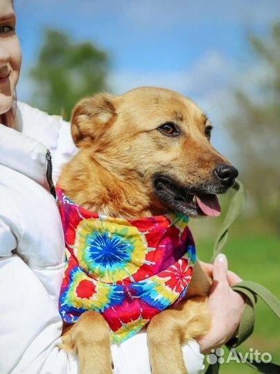 Собака в добрые руки бесплатно