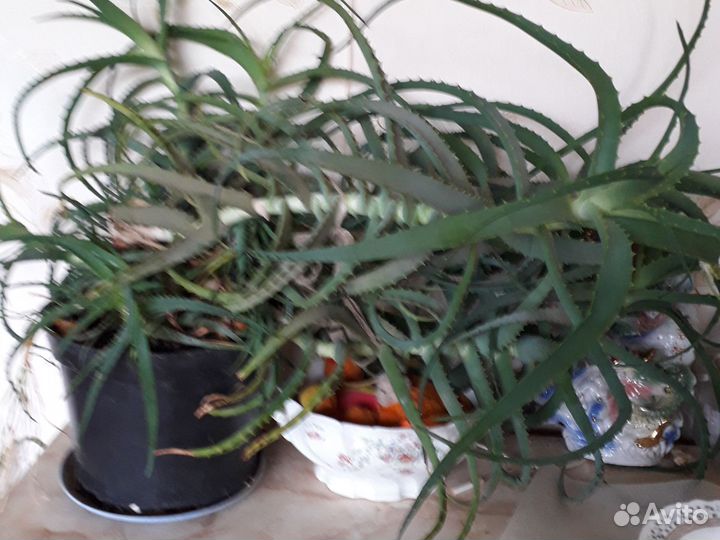 Комнатные цветы