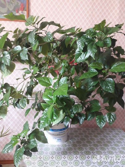 Китайская Роза дерево