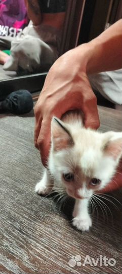 Найден котенок