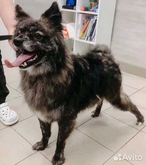 Цыган в добрые руки