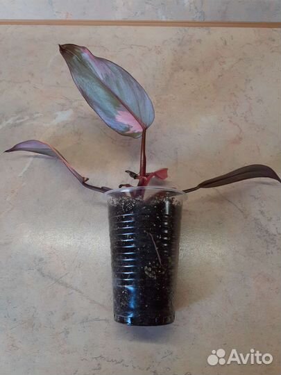 Филодендрон Розовая принцесса