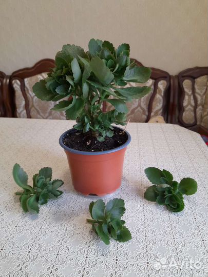 Комнатные растения / Цитрусовые