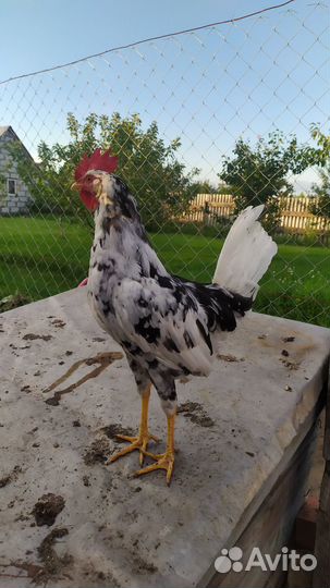 Молодые петушки Леггорн Далматинец (5 мес)