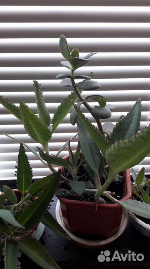 Каланхоэ-листы и отростки