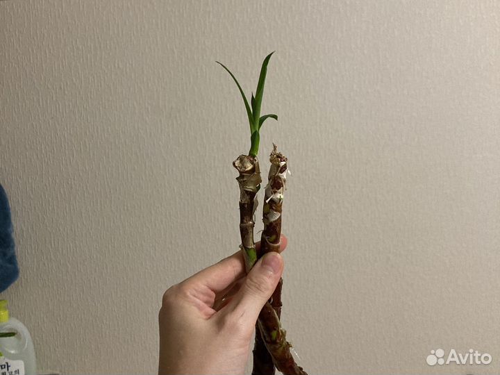 Пальма ростки драцена