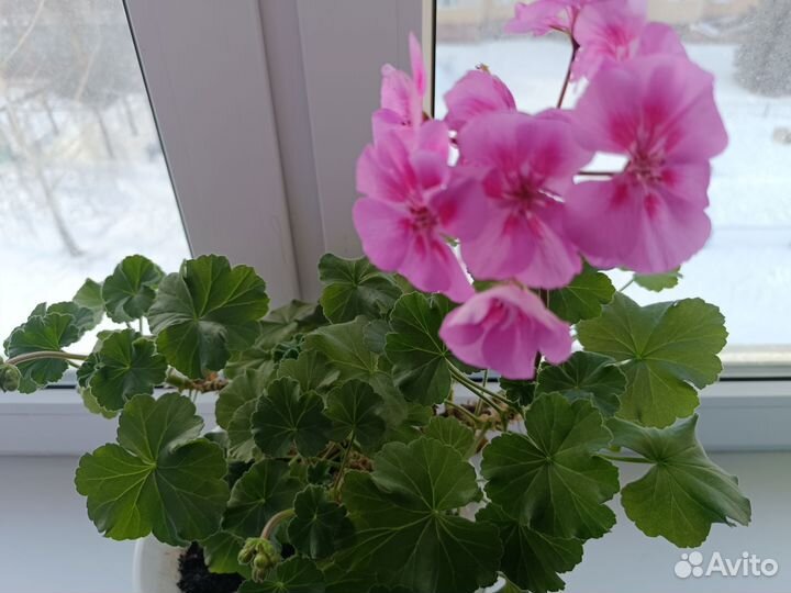 Герань пеларгония