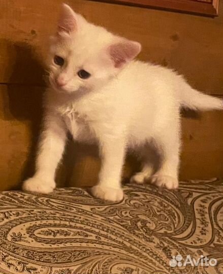 Кошка турецкая ангора