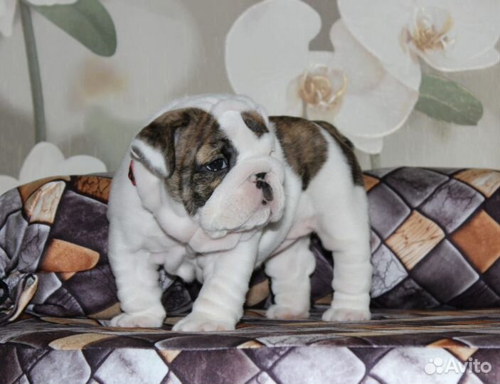 Английский бульдог