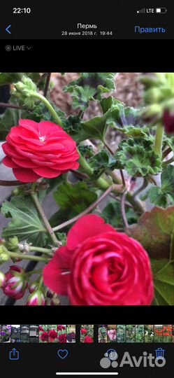 Пеларгонии сортовые