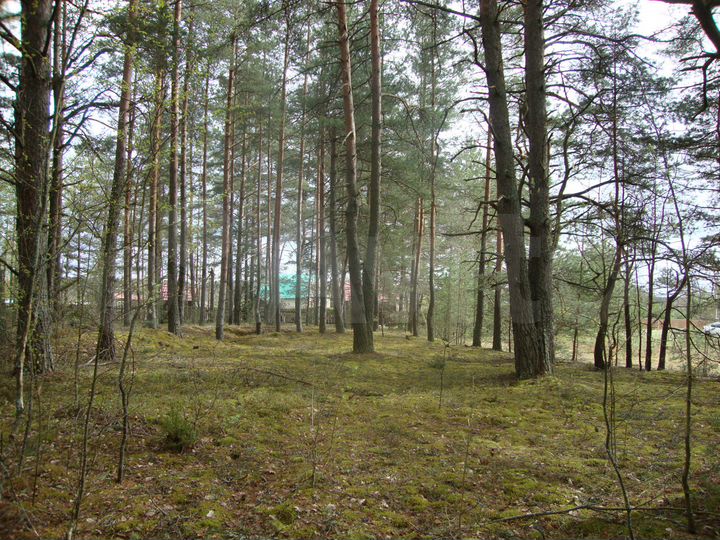 Участок 50 сот. (ИЖС)