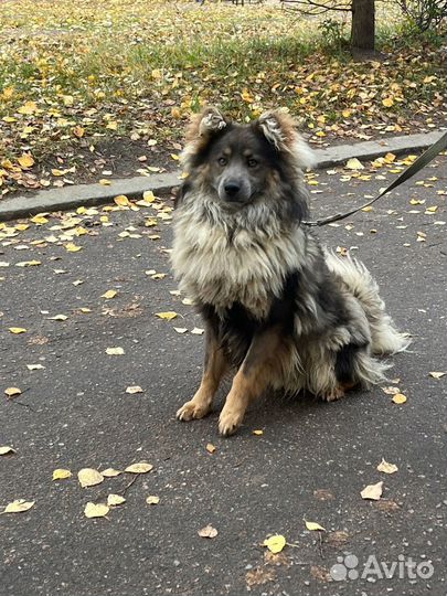 Молодой кобель